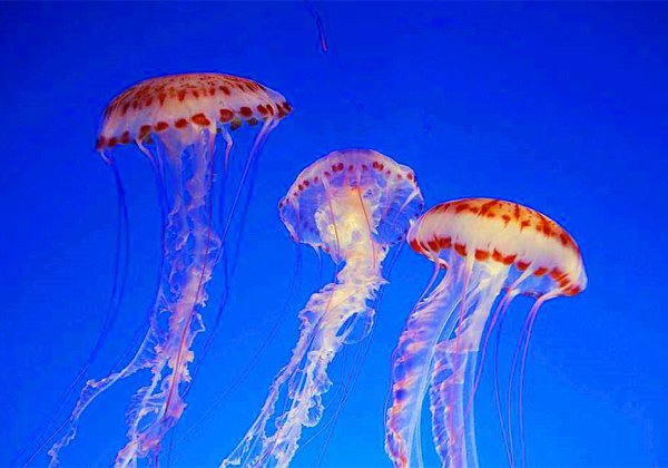 海蜇和水母的区别有什么