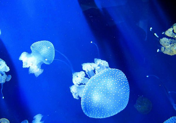 海蜇和水母的区别有什么