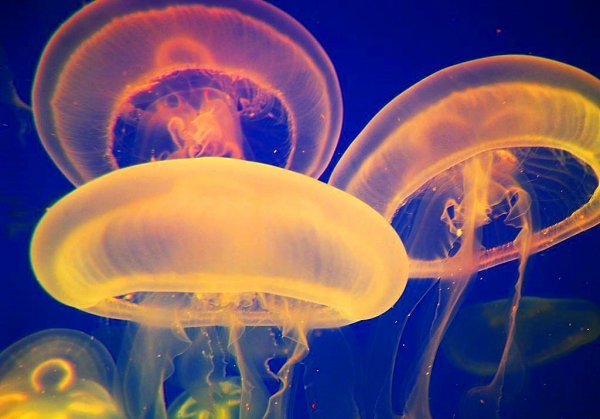 海蜇和水母的区别有什么