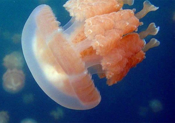 海蜇和水母的区别有什么