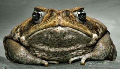 为什么蟾蜍是五毒之首 癞蛤蟆为何会被列入无毒之一
