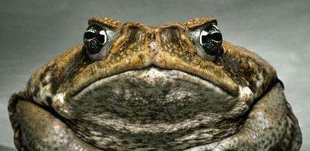 为什么蟾蜍是五毒之首