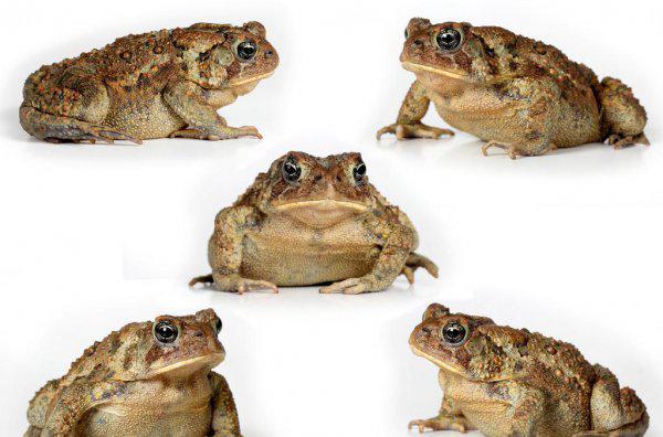 为什么蟾蜍是五毒之首