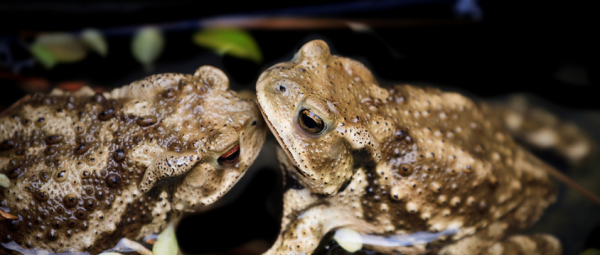 为什么蟾蜍是五毒之首