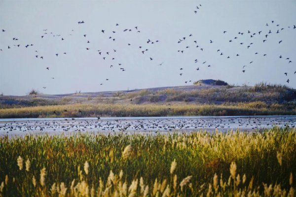 三江平原湿地在哪个省份