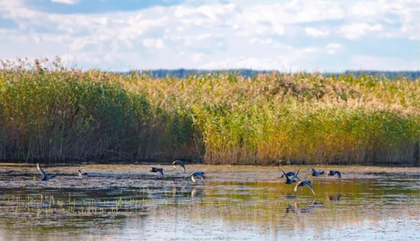 三江平原湿地在哪个省份