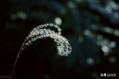 荻花秋瑟瑟的荻花是什么花 荻花和芦苇是同一种植物吗
