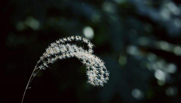 荻花秋瑟瑟的荻花是什么花