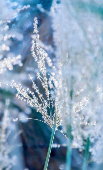 荻花秋瑟瑟的荻花是什么花