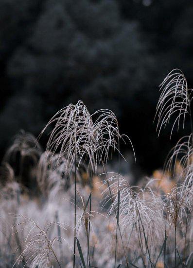 荻花秋瑟瑟的荻花是什么花