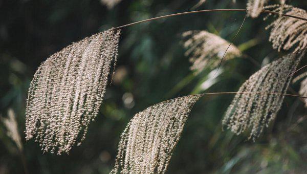 荻花秋瑟瑟的荻花是什么花