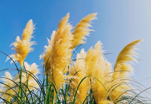 荻花秋瑟瑟的荻花是什么花