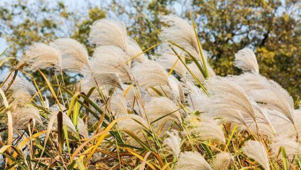 荻花秋瑟瑟的荻花是什么花