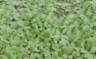 蜗牛是害虫吗 夏季如何有效防治专吃农作物的蜗牛