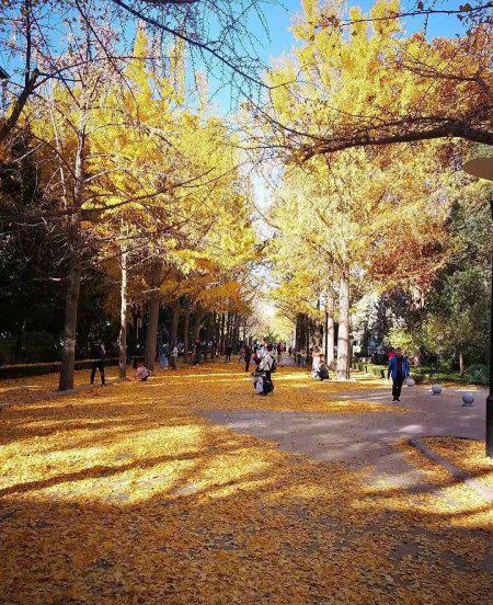 北京林业大学算名校吗