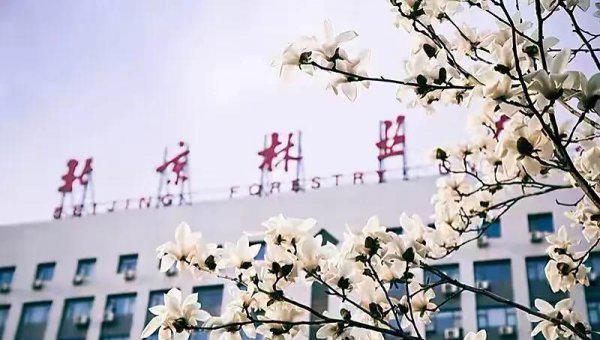 北京林业大学算名校吗