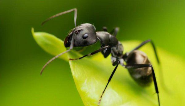 蚂蚁的特点和生活特征和外形