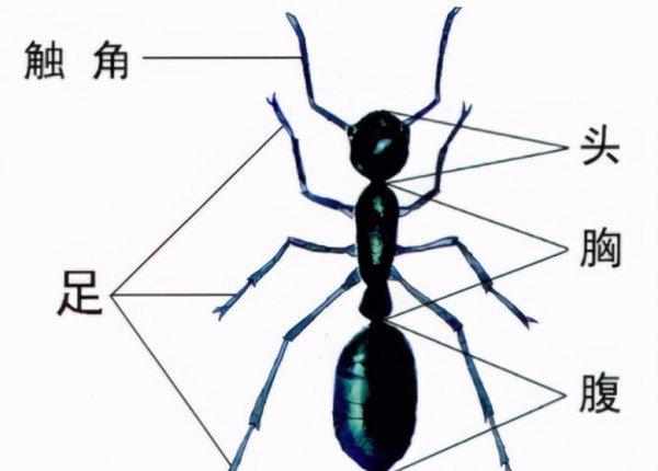蚂蚁的特点和生活特征和外形