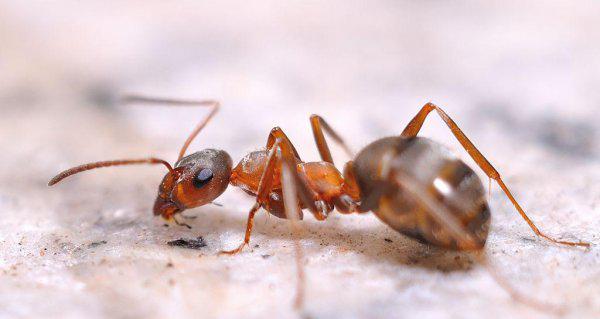 蚂蚁的特点和生活特征和外形