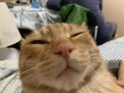 猫的本领是什么本能 盘点喵星人天生就拥有的五种超能力