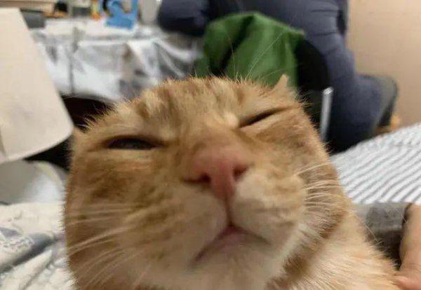 猫的本领是什么本能