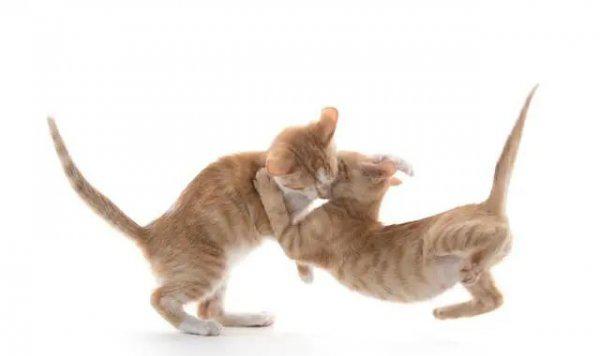 猫的本领是什么本能