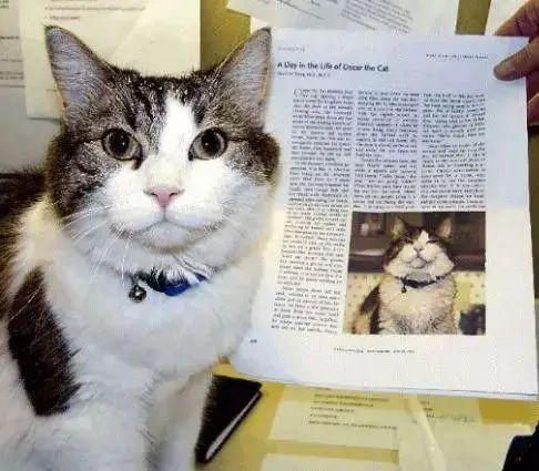 猫的本领是什么本能