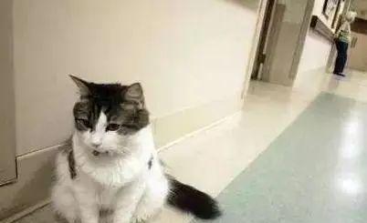 猫的本领是什么本能