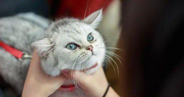 猫的本领是什么本能