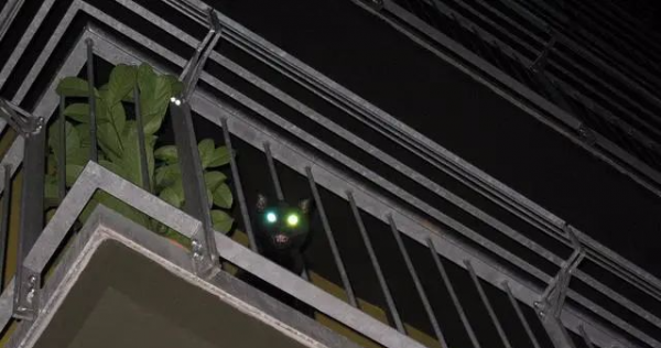 猫的本领是什么本能