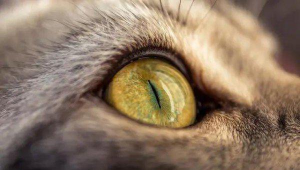 猫的本领是什么本能