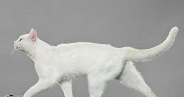 猫的本领是什么本能