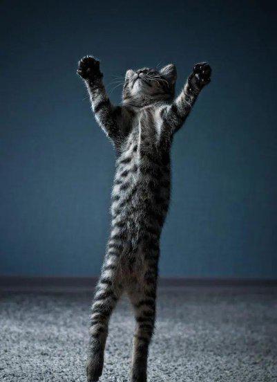 猫的本领是什么本能