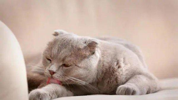 猫的本领是什么本能