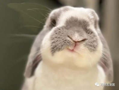 兔子的智商大概是人类的几岁 兔子真的能听懂我们的话吗