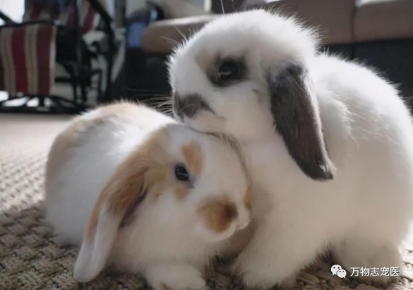 兔子的智商大概是人类的几岁