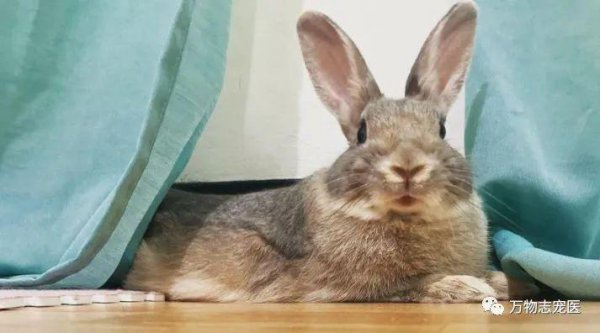 兔子的智商大概是人类的几岁