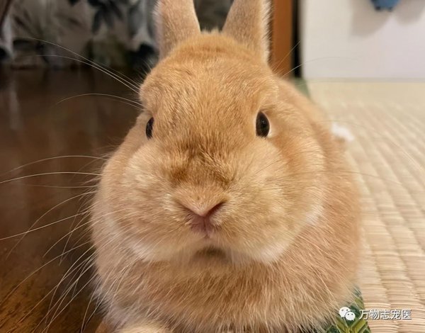 兔子的智商大概是人类的几岁