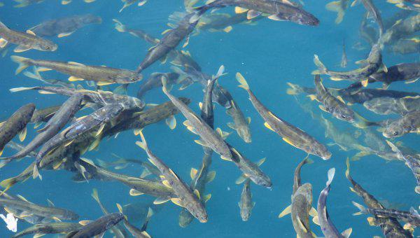 青海湖是淡水湖还是咸水湖