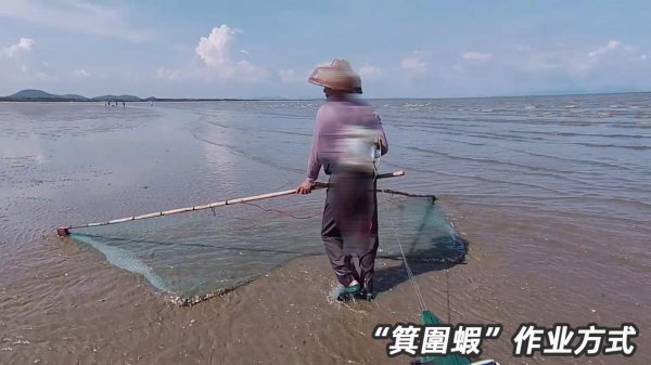 基围虾是什么虾