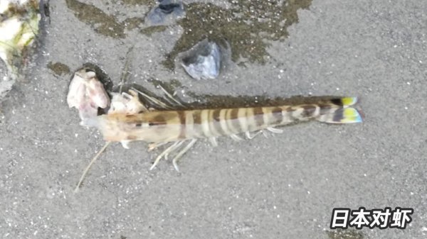 基围虾是什么虾