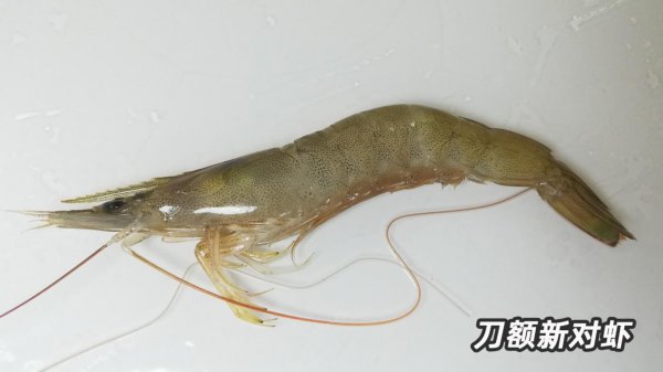 基围虾是什么虾