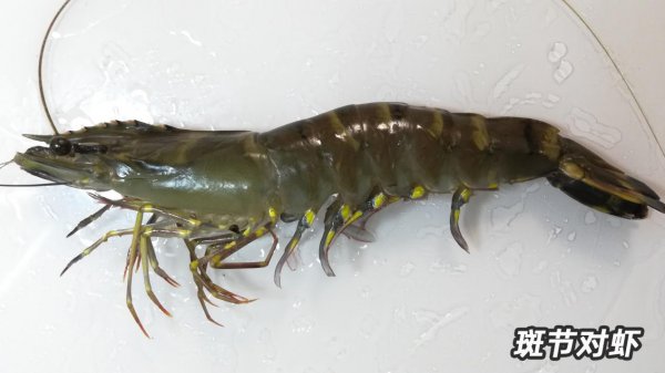 基围虾是什么虾