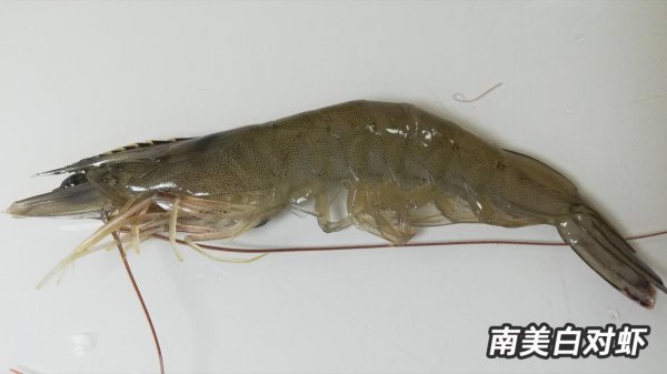 基围虾是什么虾