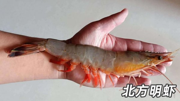 基围虾是什么虾