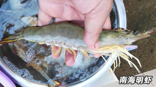 基围虾是什么虾