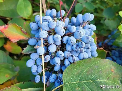 霜霉病严重了用什么药 治疗霜霉病效果最好的三种杀菌剂