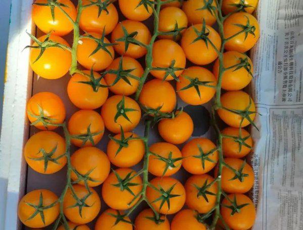 霜霉病严重了用什么药