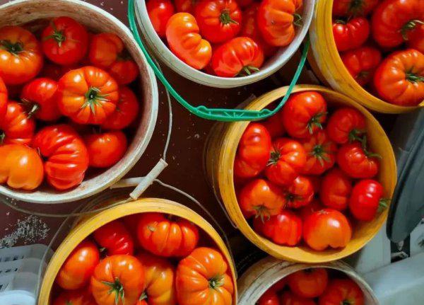 霜霉病严重了用什么药