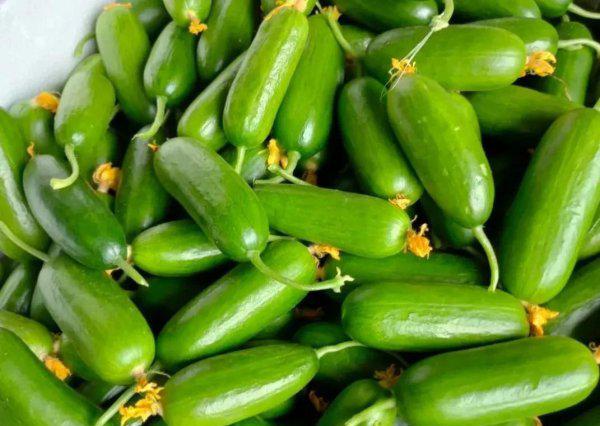 霜霉病严重了用什么药